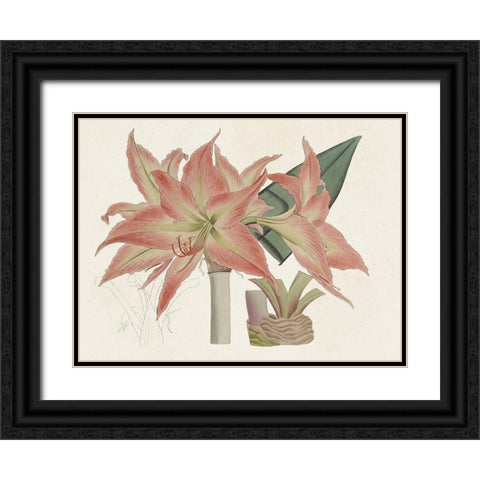 Amaryllis Varietals III Black Ornate Wood Framed Art Print with Double Matting by Ridgeway
