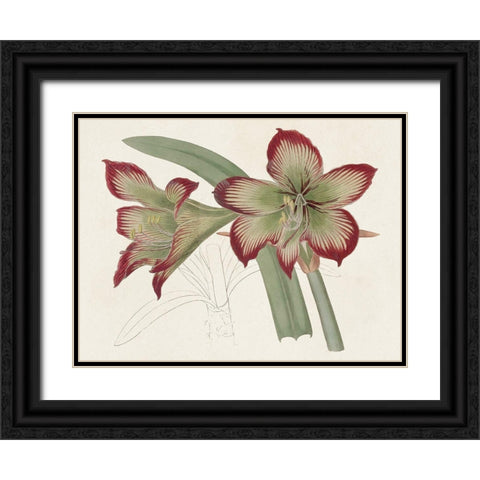 Amaryllis Varietals IV Black Ornate Wood Framed Art Print with Double Matting by Ridgeway