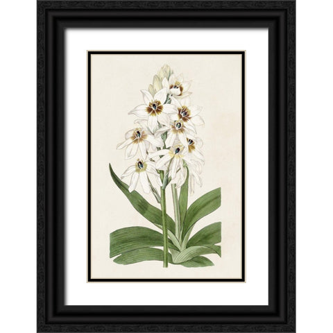 Flore Albo I Black Ornate Wood Framed Art Print with Double Matting by Ridgeway