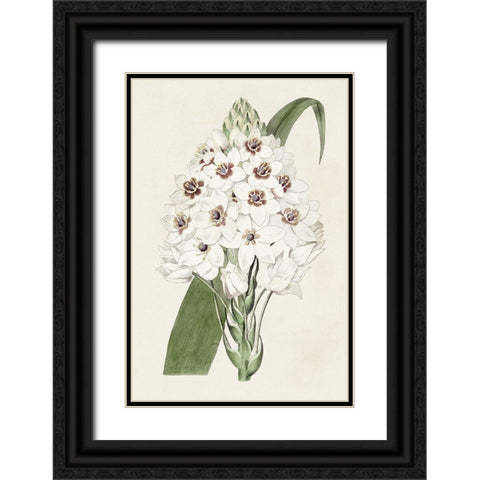 Flore Albo II Black Ornate Wood Framed Art Print with Double Matting by Ridgeway