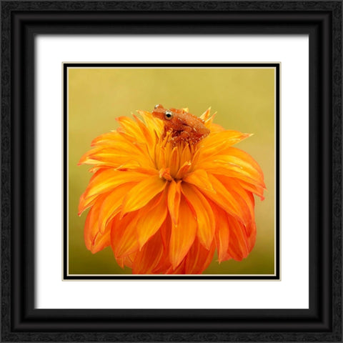Hanging On IV Black Ornate Wood Framed Art Print with Double Matting by PHBurchett