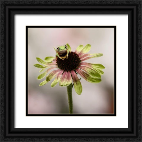 Hanging On V Black Ornate Wood Framed Art Print with Double Matting by PHBurchett