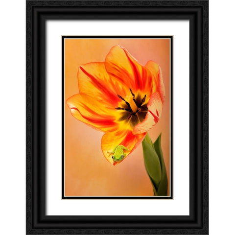 Hanging On VI Black Ornate Wood Framed Art Print with Double Matting by PHBurchett