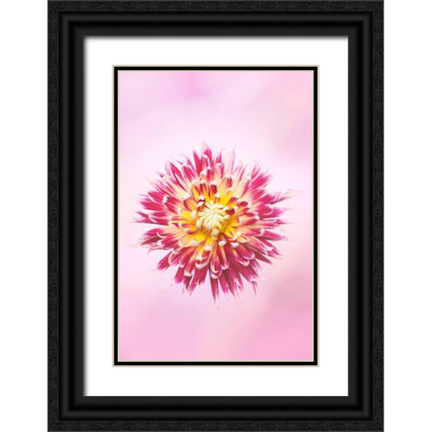 Exotic Flower Burst I Black Ornate Wood Framed Art Print with Double Matting by PHBurchett