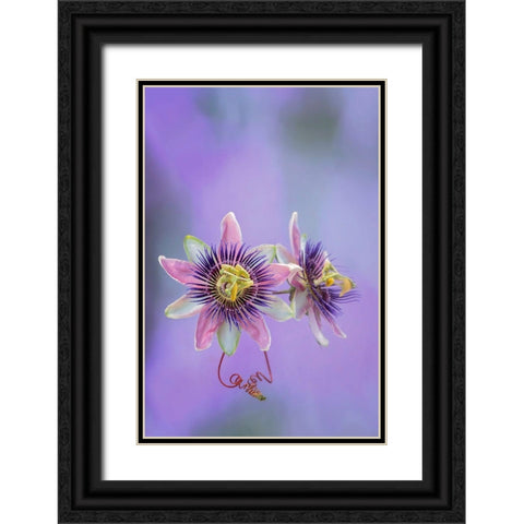 Exotic Flower Burst II Black Ornate Wood Framed Art Print with Double Matting by PHBurchett