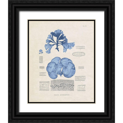 Blue Marine Algae IV Black Ornate Wood Framed Art Print with Double Matting by Vision Studio