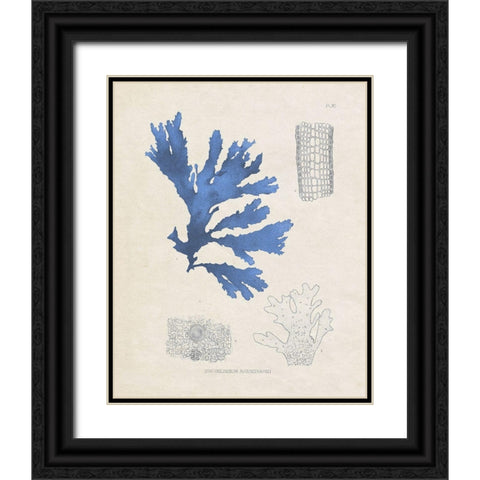 Blue Marine Algae VIII Black Ornate Wood Framed Art Print with Double Matting by Vision Studio