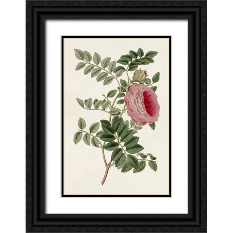 Pink Floral Mix I Black Ornate Wood Framed Art Print with Double Matting by Ridgeway