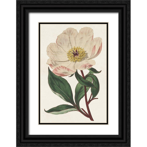 Pink Floral Mix VII Black Ornate Wood Framed Art Print with Double Matting by Ridgeway