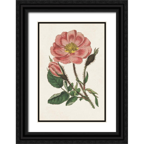 Pink Floral Mix IX Black Ornate Wood Framed Art Print with Double Matting by Ridgeway
