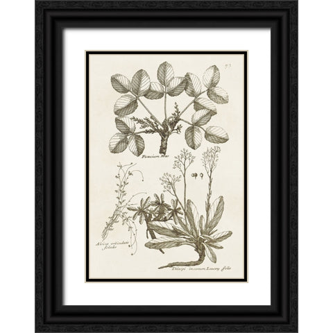 Sepia Botanical Journal VI Black Ornate Wood Framed Art Print with Double Matting by Vision Studio