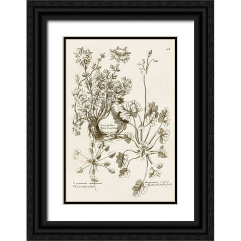 Sepia Botanical Journal IX Black Ornate Wood Framed Art Print with Double Matting by Vision Studio
