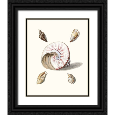 Pastel Knorr Shells II Black Ornate Wood Framed Art Print with Double Matting by Knorr, G.W.
