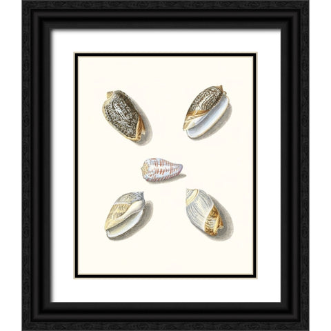 Pastel Knorr Shells III Black Ornate Wood Framed Art Print with Double Matting by Knorr, G.W.