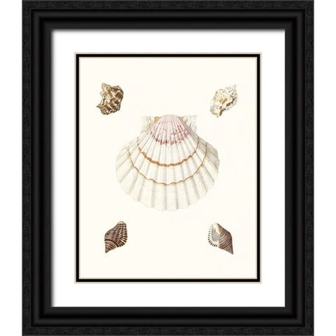 Pastel Knorr Shells IV Black Ornate Wood Framed Art Print with Double Matting by Knorr, G.W.