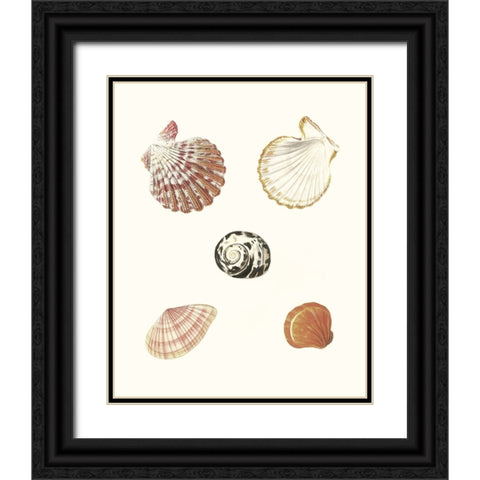 Pastel Knorr Shells VIII Black Ornate Wood Framed Art Print with Double Matting by Knorr, G.W.