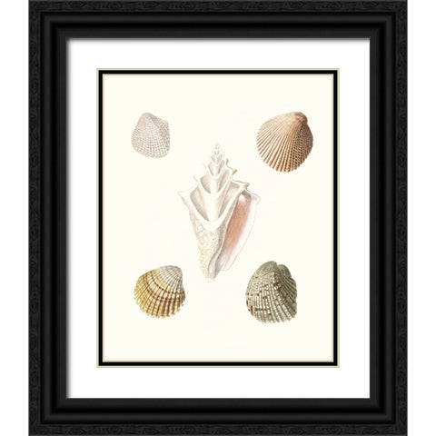 Pastel Knorr Shells IX Black Ornate Wood Framed Art Print with Double Matting by Knorr, G.W.