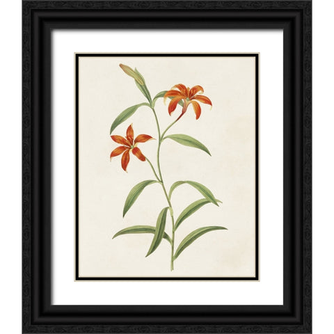 Flowers of the Seasons III Black Ornate Wood Framed Art Print with Double Matting by Unknown