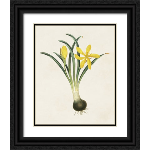 Flowers of the Seasons VI Black Ornate Wood Framed Art Print with Double Matting by Unknown