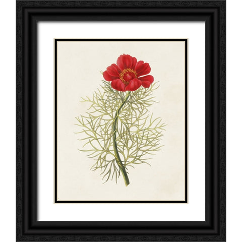 Flowers of the Seasons VII Black Ornate Wood Framed Art Print with Double Matting by Unknown