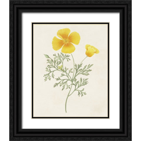 Flowers of the Seasons IX Black Ornate Wood Framed Art Print with Double Matting by Unknown