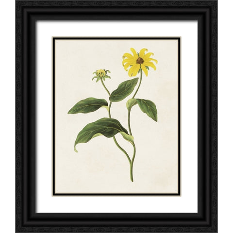 Flowers of the Seasons X Black Ornate Wood Framed Art Print with Double Matting by Unknown