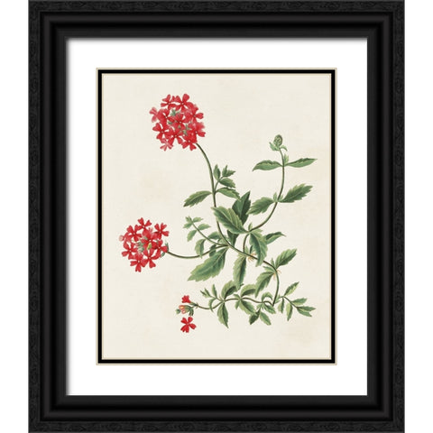 Flowers of the Seasons XI Black Ornate Wood Framed Art Print with Double Matting by Unknown