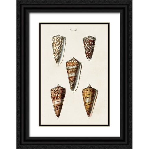 Cone Shell Collection II Black Ornate Wood Framed Art Print with Double Matting by Unknown