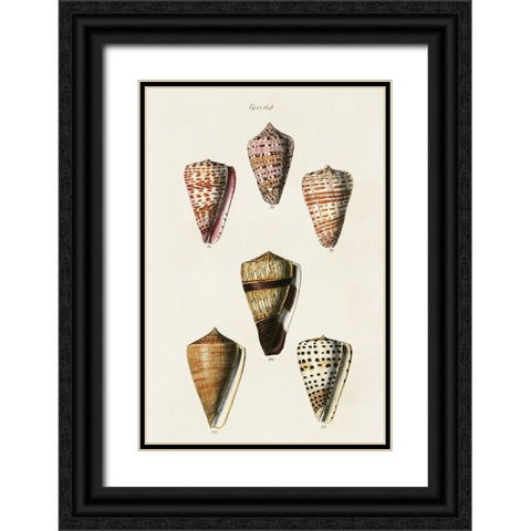 Cone Shell Collection IV Black Ornate Wood Framed Art Print with Double Matting by Unknown