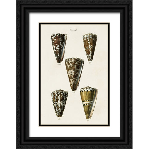 Cone Shell Collection V Black Ornate Wood Framed Art Print with Double Matting by Unknown