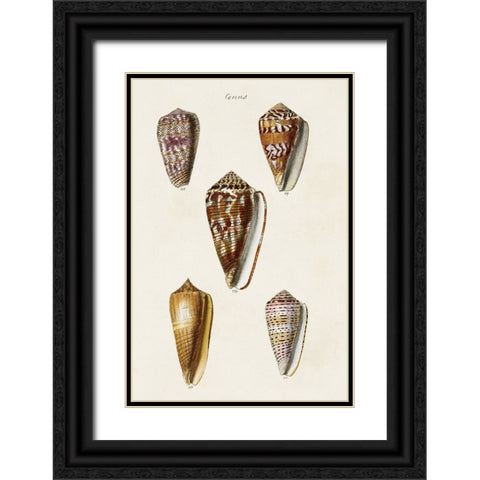 Cone Shell Collection VI Black Ornate Wood Framed Art Print with Double Matting by Unknown