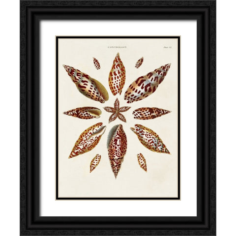 Spiral Shell Formation I Black Ornate Wood Framed Art Print with Double Matting by Seba, Albertus