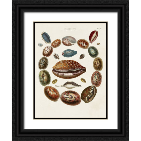 Spiral Shell Formation II Black Ornate Wood Framed Art Print with Double Matting by Seba, Albertus