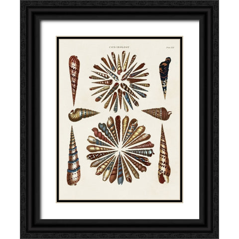 Spiral Shell Formation III Black Ornate Wood Framed Art Print with Double Matting by Seba, Albertus