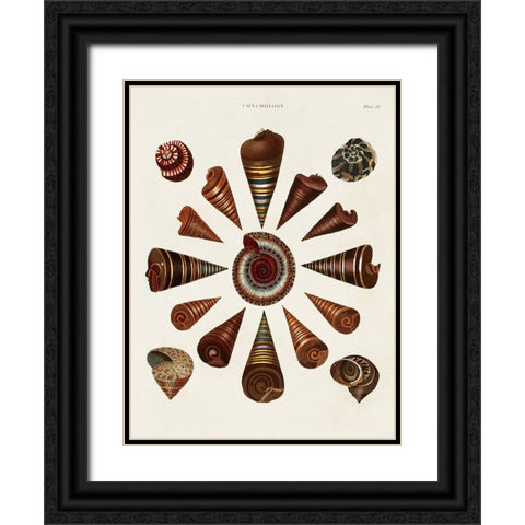 Spiral Shell Formation IV Black Ornate Wood Framed Art Print with Double Matting by Seba, Albertus