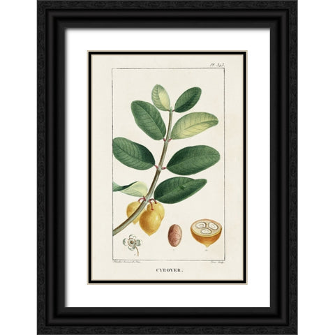 Turpin Tropical Botanicals V Black Ornate Wood Framed Art Print with Double Matting by Turpin