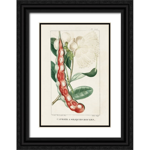 Turpin Tropical Botanicals VIII Black Ornate Wood Framed Art Print with Double Matting by Turpin