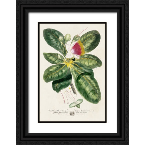 Imperial Tropical Botanical I Black Ornate Wood Framed Art Print with Double Matting by Miller, John