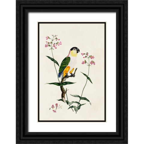 Bird in Habitat IV Black Ornate Wood Framed Art Print with Double Matting by Unknown