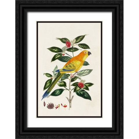 Bird in Habitat V Black Ornate Wood Framed Art Print with Double Matting by Unknown
