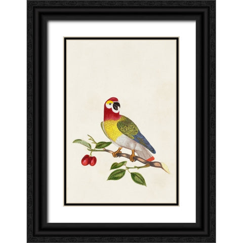 Bird in Habitat VI Black Ornate Wood Framed Art Print with Double Matting by Unknown