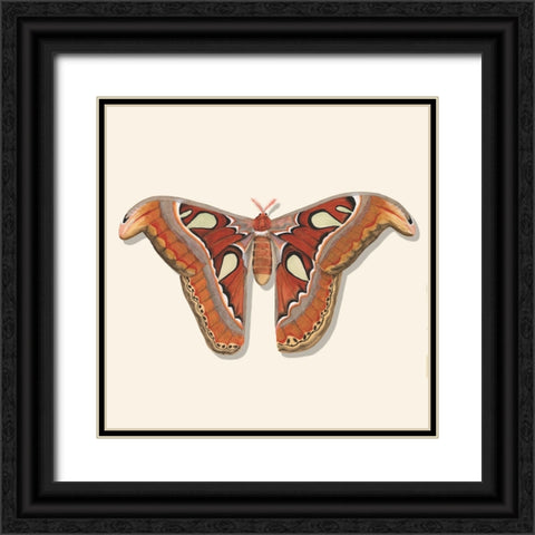 Watercolor Moths II Black Ornate Wood Framed Art Print with Double Matting by Willett, Michael