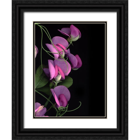 Flower Drama IV Black Ornate Wood Framed Art Print with Double Matting by Stalus, Judy