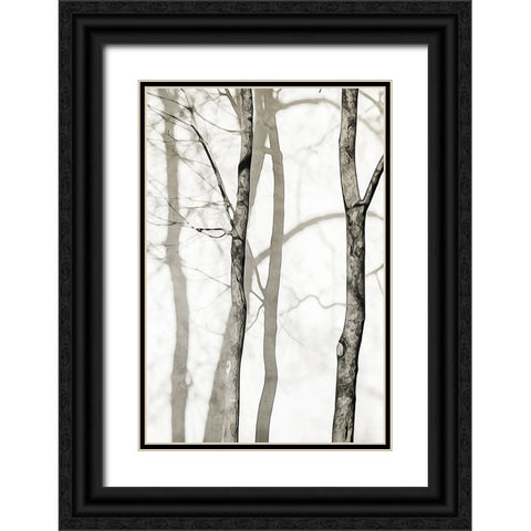 Shadowed Tree Trunks I Black Ornate Wood Framed Art Print with Double Matting by Aldridge, Ashley