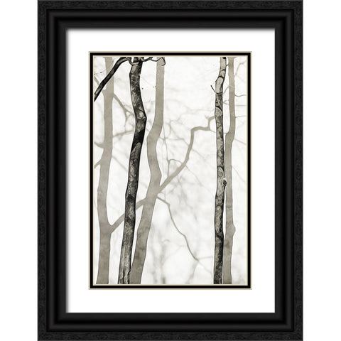 Shadowed Tree Trunks II Black Ornate Wood Framed Art Print with Double Matting by Aldridge, Ashley
