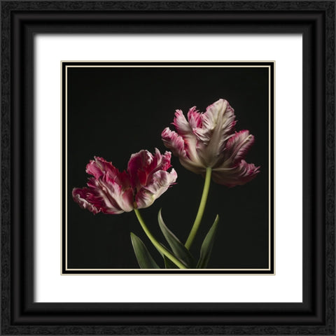Open Bloomed Tulips Black Ornate Wood Framed Art Print with Double Matting by McLean, Leah