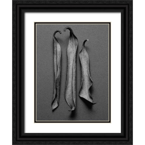 Mountain Laurel Leaves l Black Ornate Wood Framed Art Print with Double Matting by Rosenthal, Berry