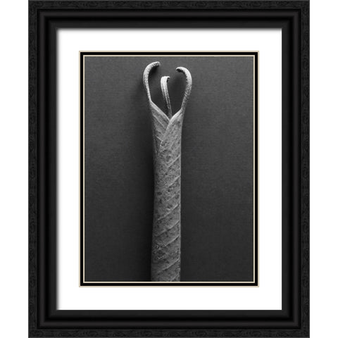 Mountain Laurel Leaves ll Black Ornate Wood Framed Art Print with Double Matting by Rosenthal, Berry