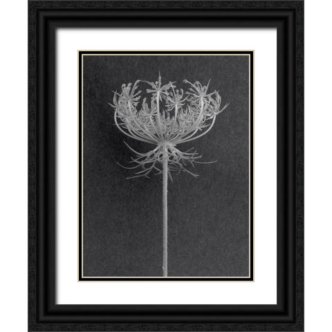 Queens Lace Black Ornate Wood Framed Art Print with Double Matting by Rosenthal, Berry