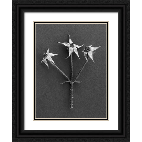 Rose Hip Black Ornate Wood Framed Art Print with Double Matting by Rosenthal, Berry